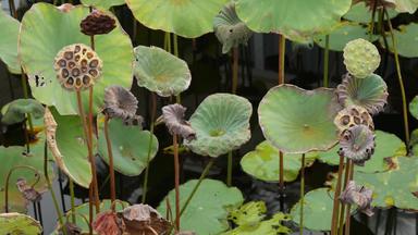 绿色黄色的莲花叶子高阀杆种子悲观的水湖池塘沼泽佛教徒象征异国情调的热带叶子纹理摘要自然黑暗植被背景模式
